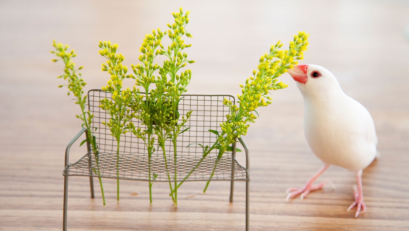 ペット共生住宅管理士検定